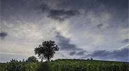 Tra Vigne, "Among the Vines"